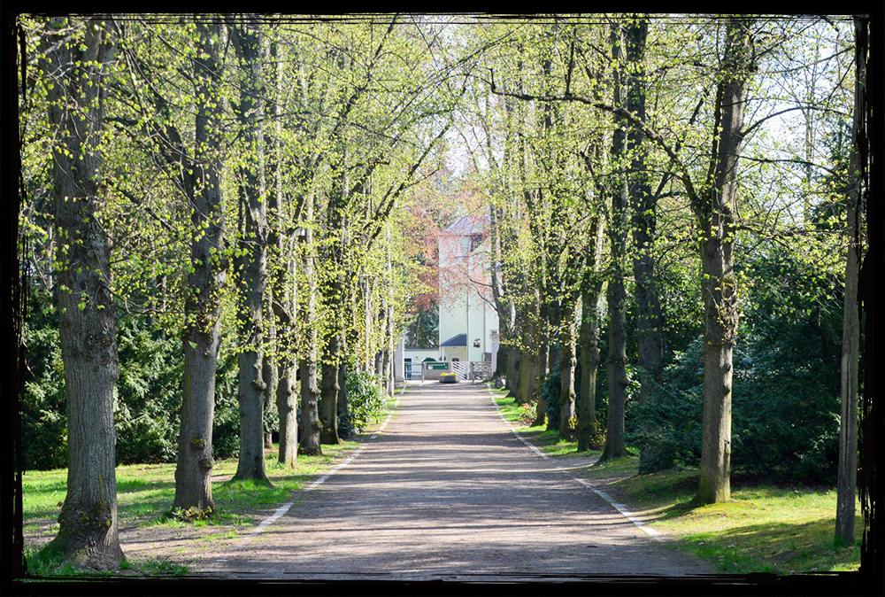 Stadtpark Limbach-Oberfrohna – idyllischer Weg zur Parkschänke Stadtpark Limbach-Oberfrohna – Allee mit Blick zur Parkschänke